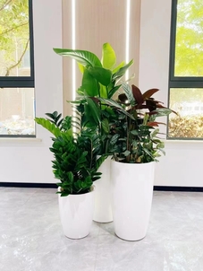 宁波前湾植物租赁