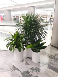 镇海盆景租赁哪家好